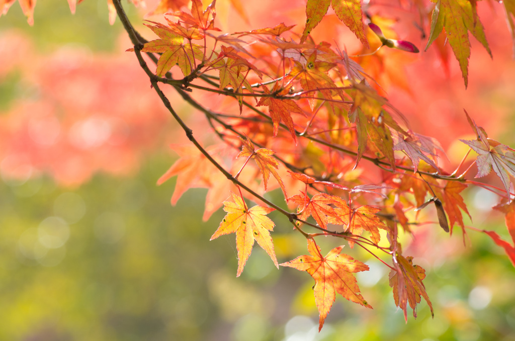 神戸市立森林植物園～紅葉１