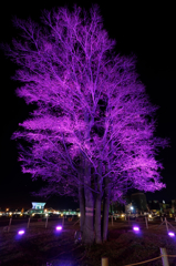 Lighting Tree４