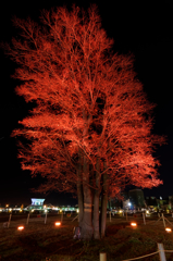 Lighting Tree３