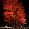 Lighting Tree３