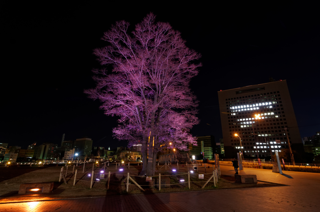 Lighting Tree１