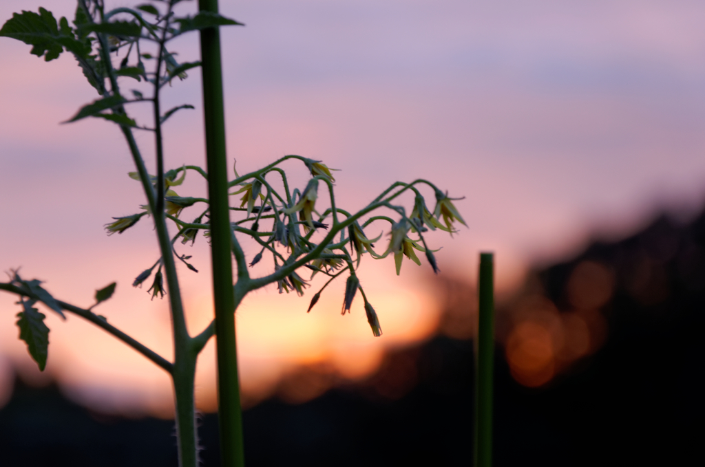 キュウリの花