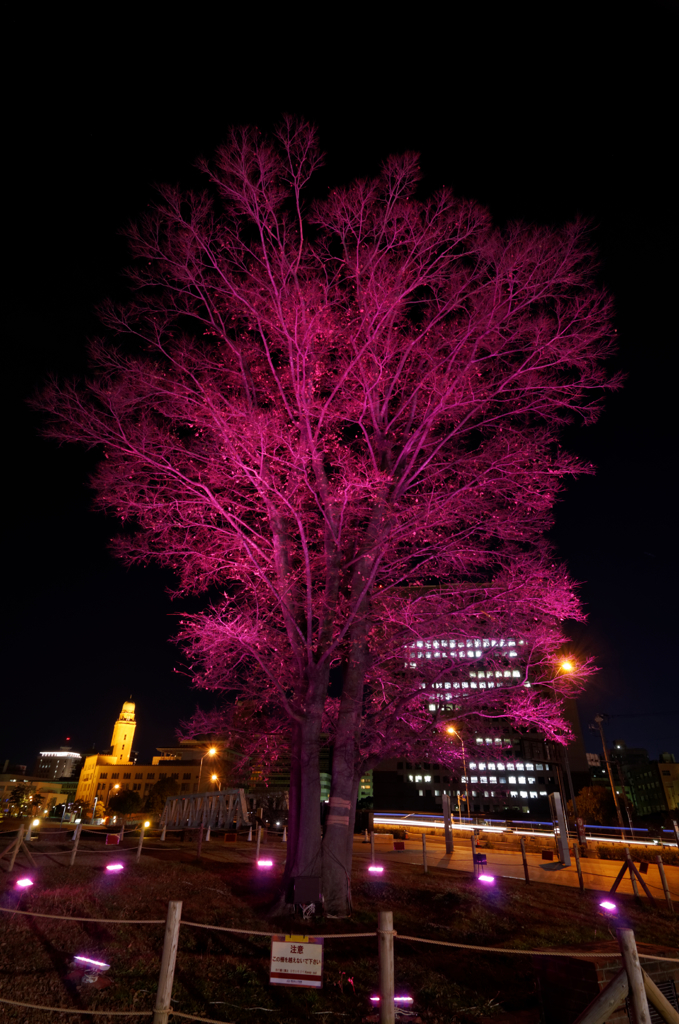 Lighting Tree２