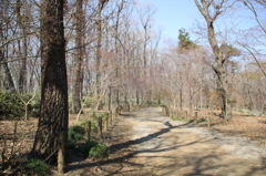 平林寺の雑木林