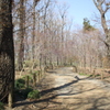 平林寺の雑木林