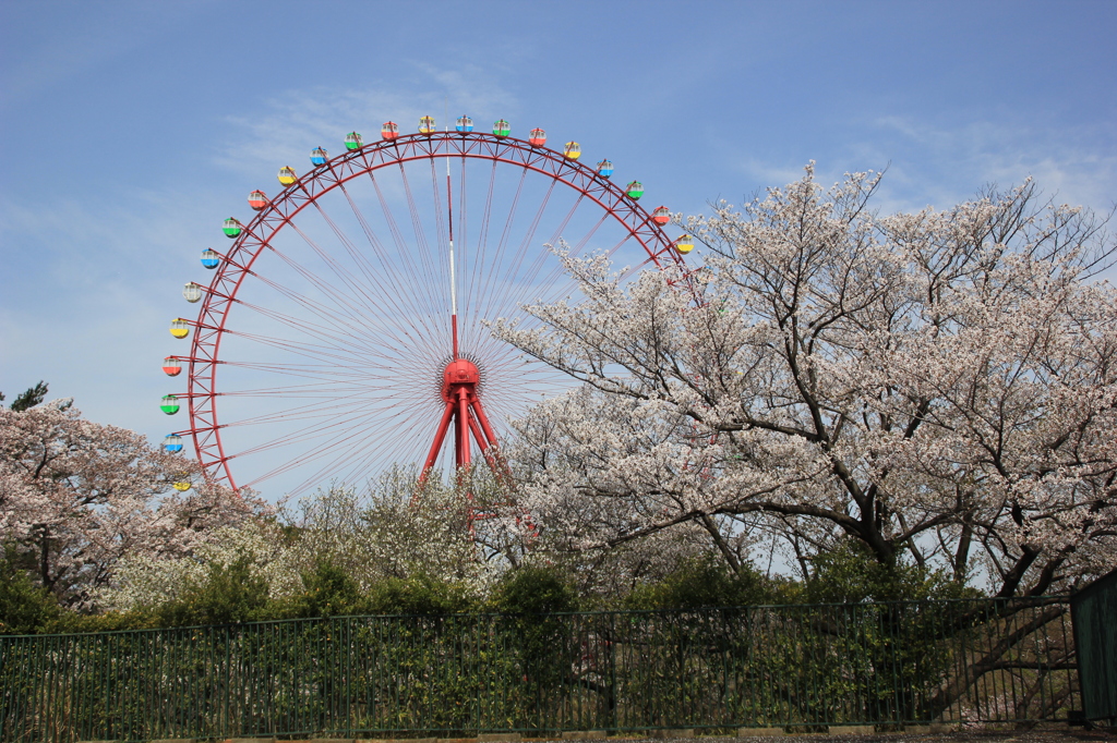 遊園地のさくら