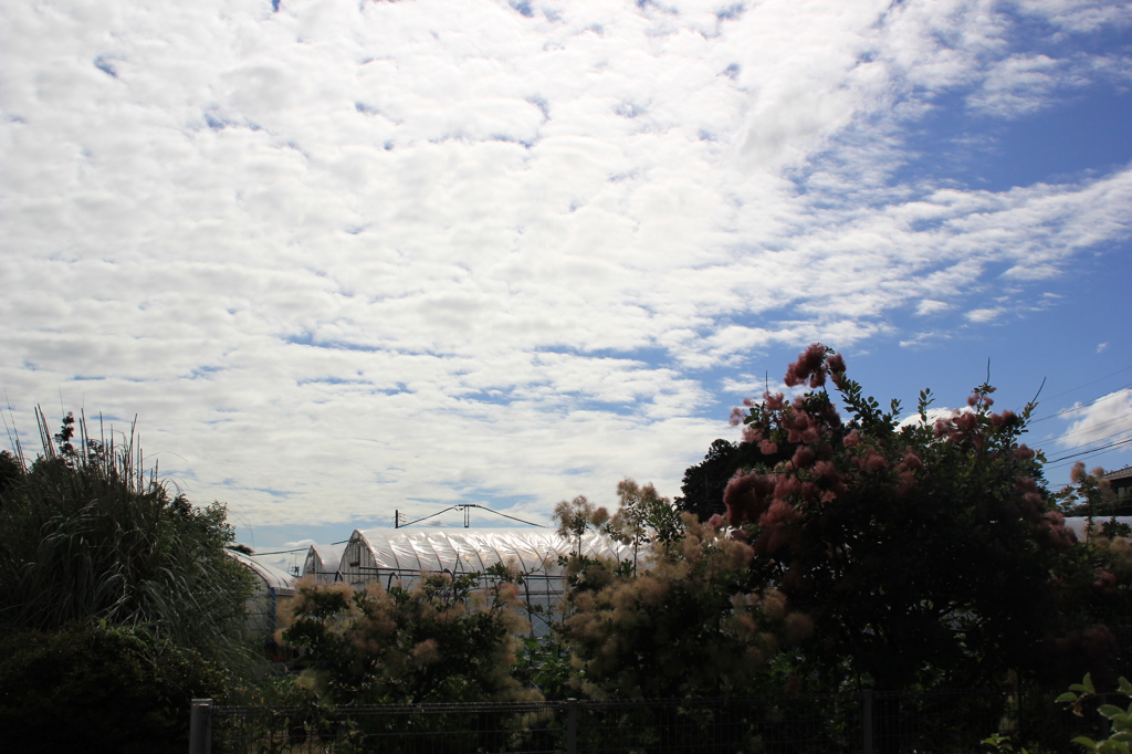 公園に広がる一面の雲
