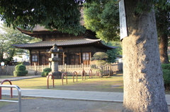 正福寺と大木（２）