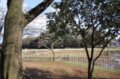 北山公園の春（１）