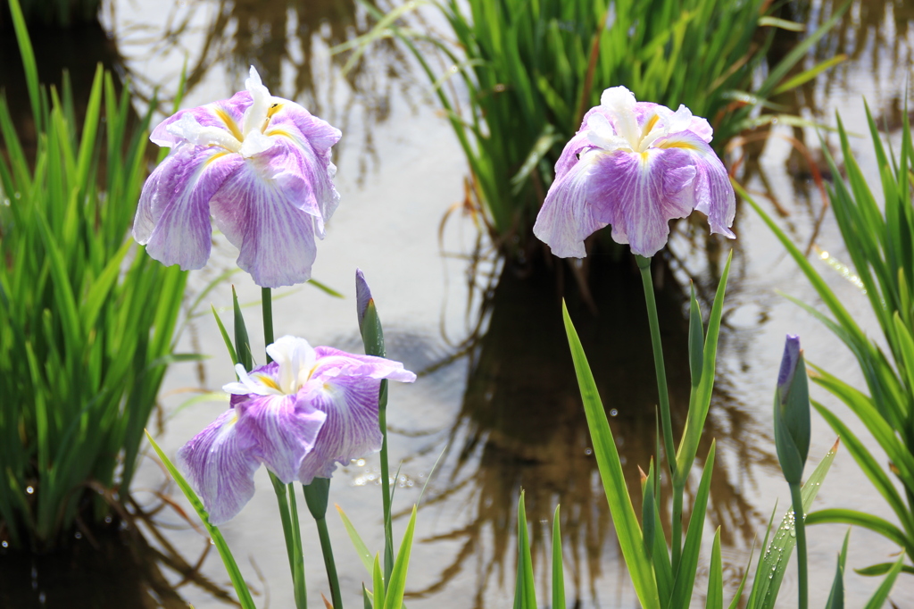 菖蒲まつり（２）