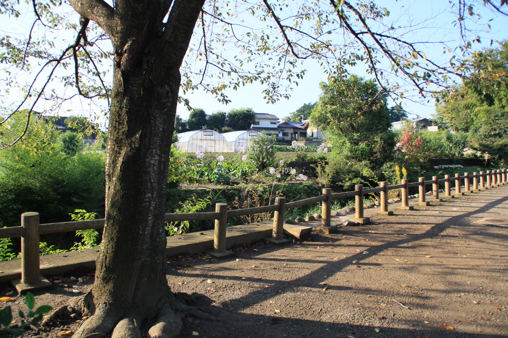 早朝の公園
