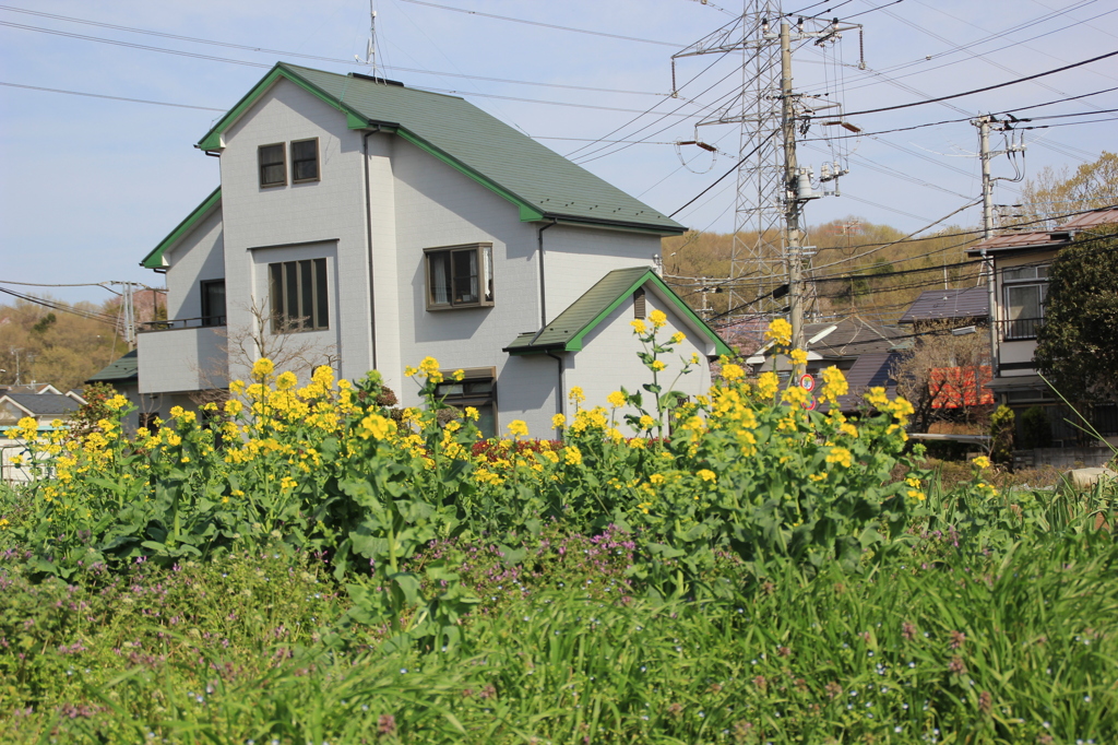 菜の花に囲まれて