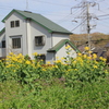 菜の花に囲まれて
