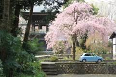 桜と青いカー