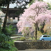 桜と青いカー