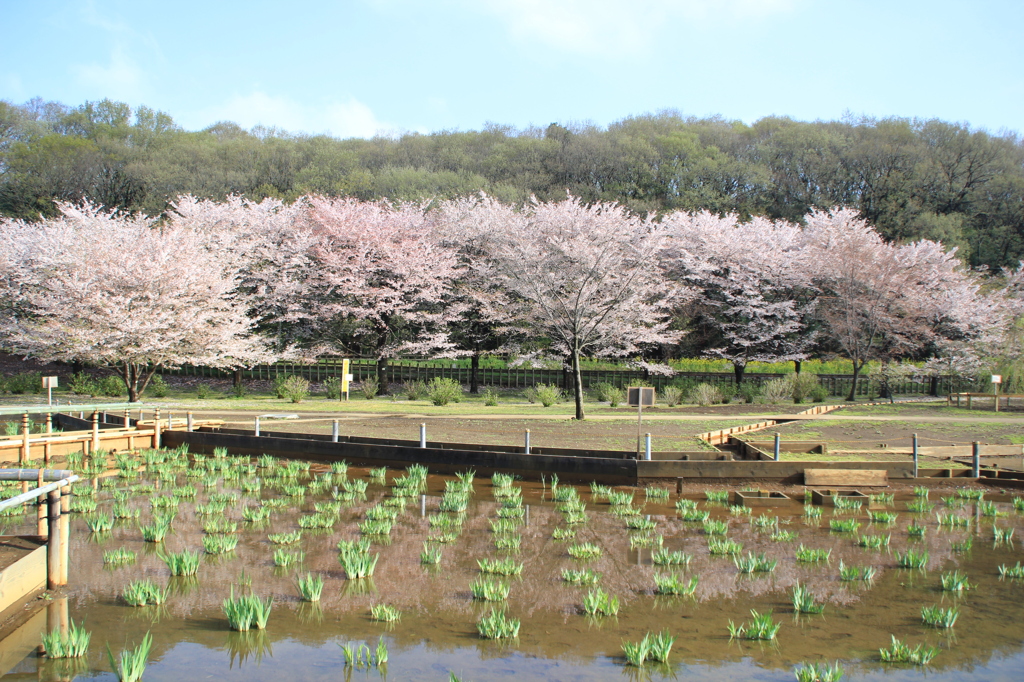 北山公園のさくら（３）