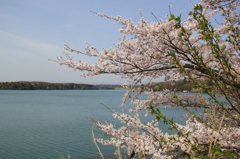 多摩湖のさくら（１）