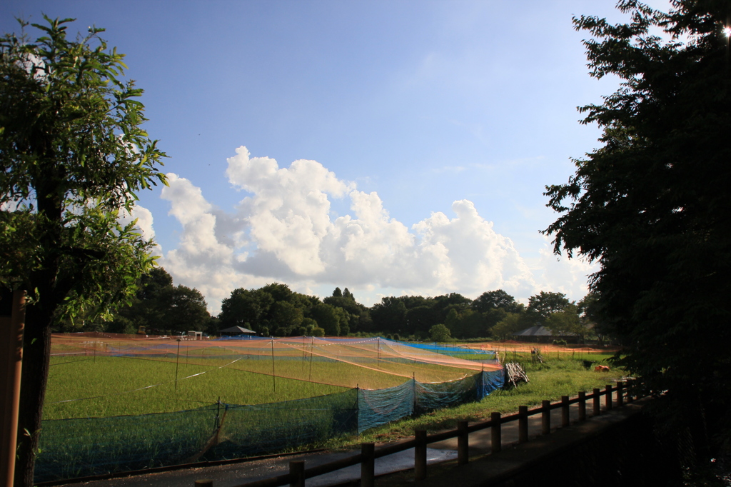 公園の夏