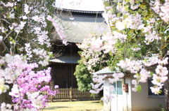 正福寺のさくら（２）