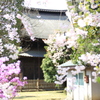 正福寺のさくら（２）