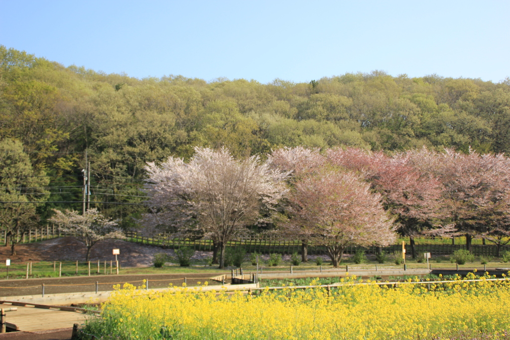 さくらと菜の花