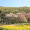 さくらと菜の花