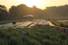 公園の朝焼け