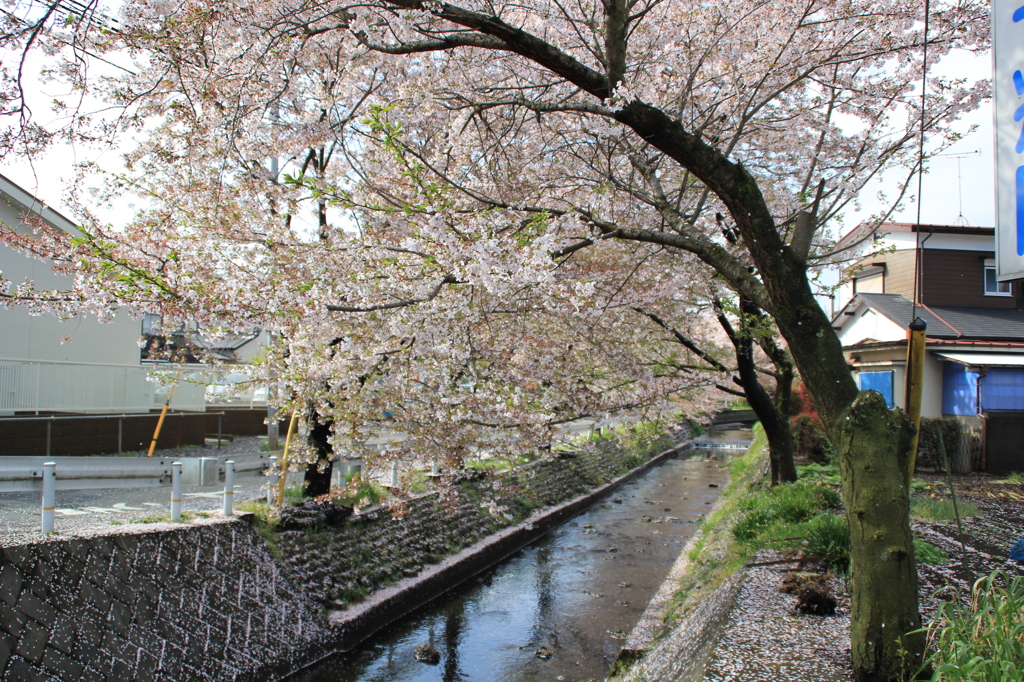 前川にかぶさる桜並木