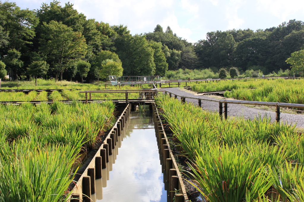 公園の中の水路