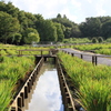 公園の中の水路