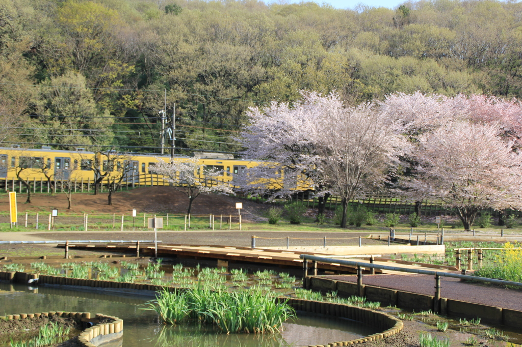 北山公園のさくら（１）