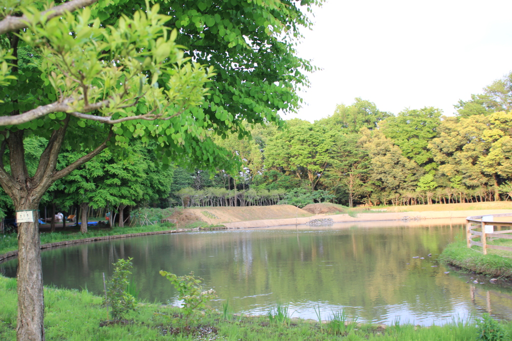 公園の中の池（２）