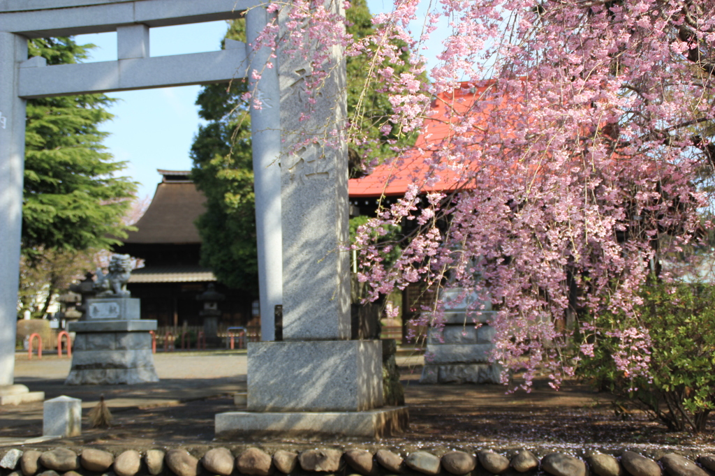 正福寺のさくら