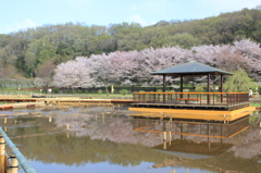 池に映えるさくら