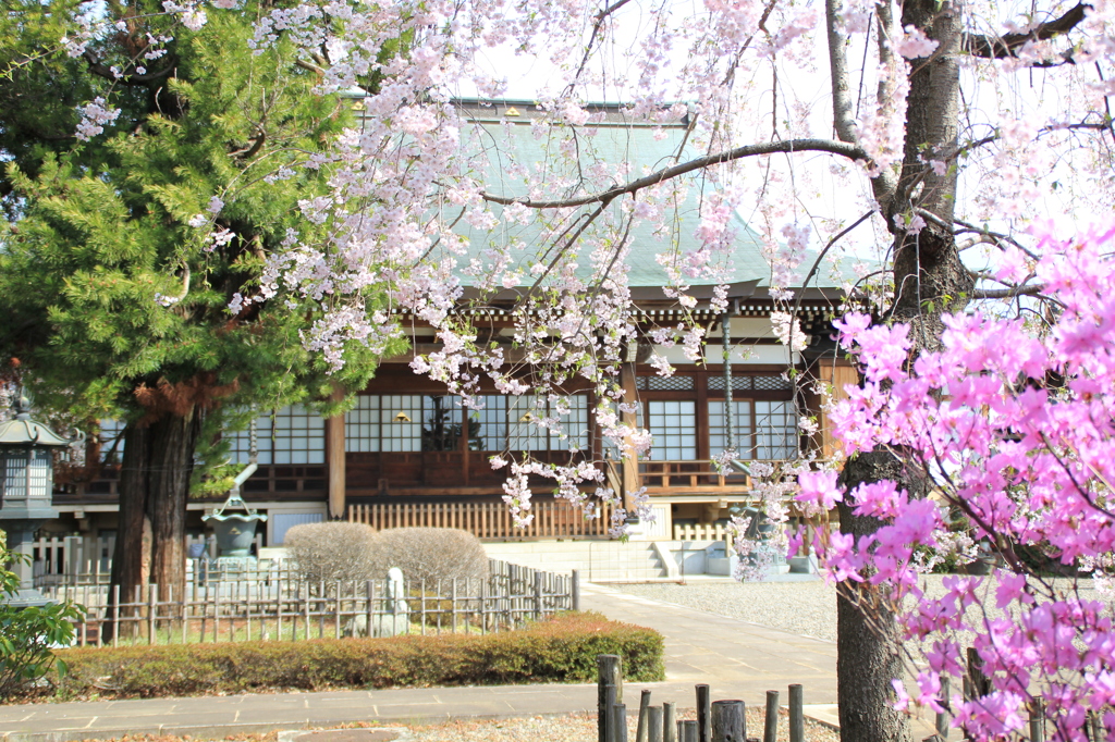 正福寺のさくら（１）