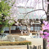 正福寺のさくら（１）