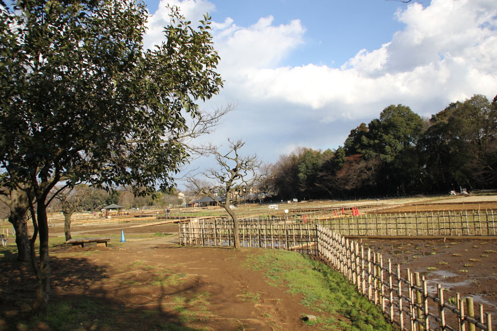 北山公園の春（２）