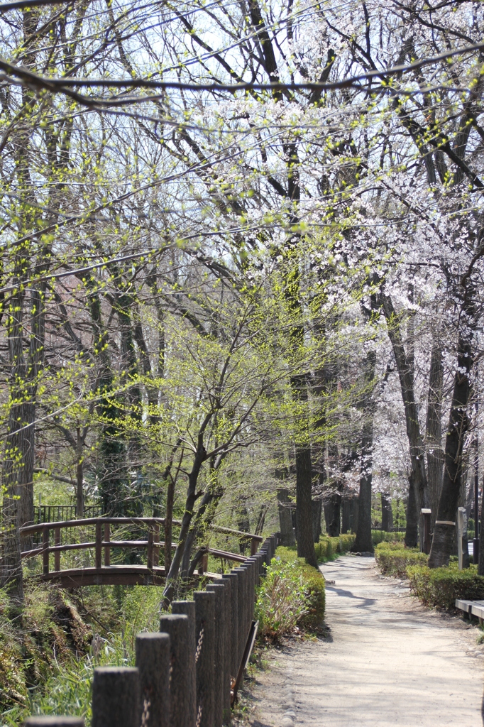 野火止用水（平林寺）
