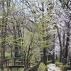 野火止用水（平林寺）