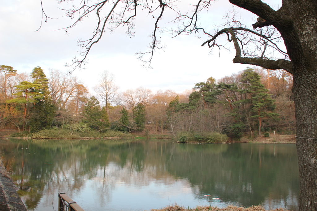 狭山公園の池