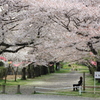 廻田緑道のさくら