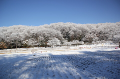 雪の朝