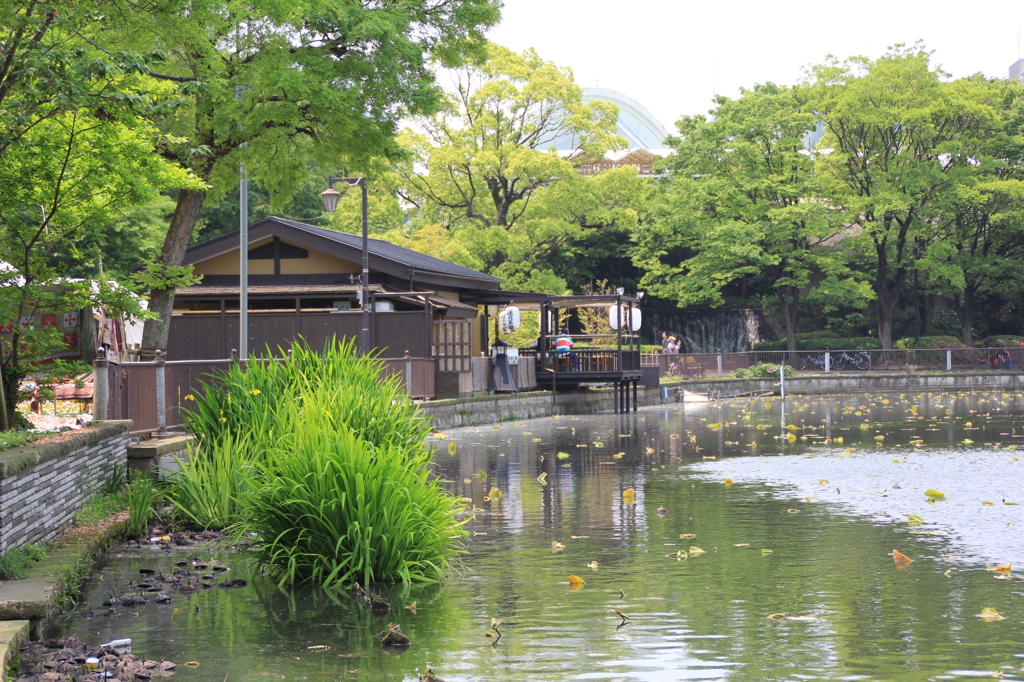 不忍池の新緑