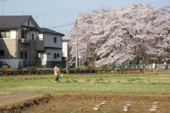 さくらの下で散歩