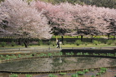 北山公園のさくら（２）