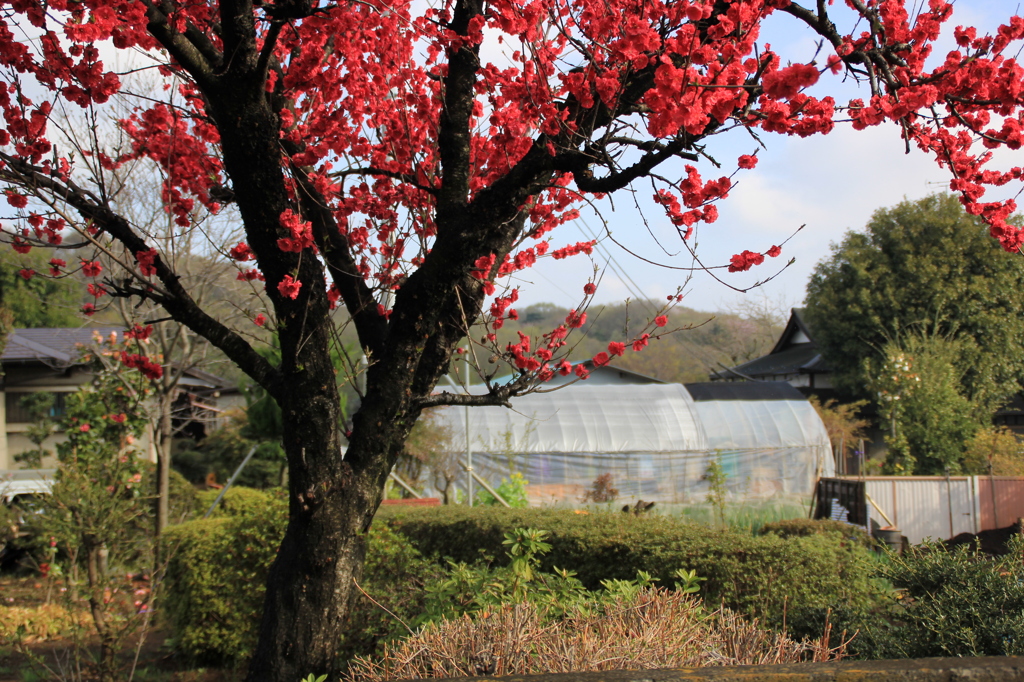 里山の寒緋桜