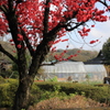 里山の寒緋桜