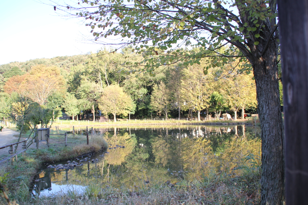 池に映える木々