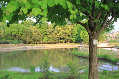 公園の中の池（１）
