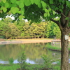 公園の中の池（１）